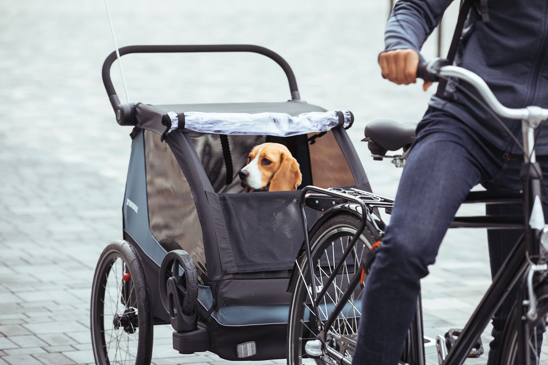 Best dog trailer online
